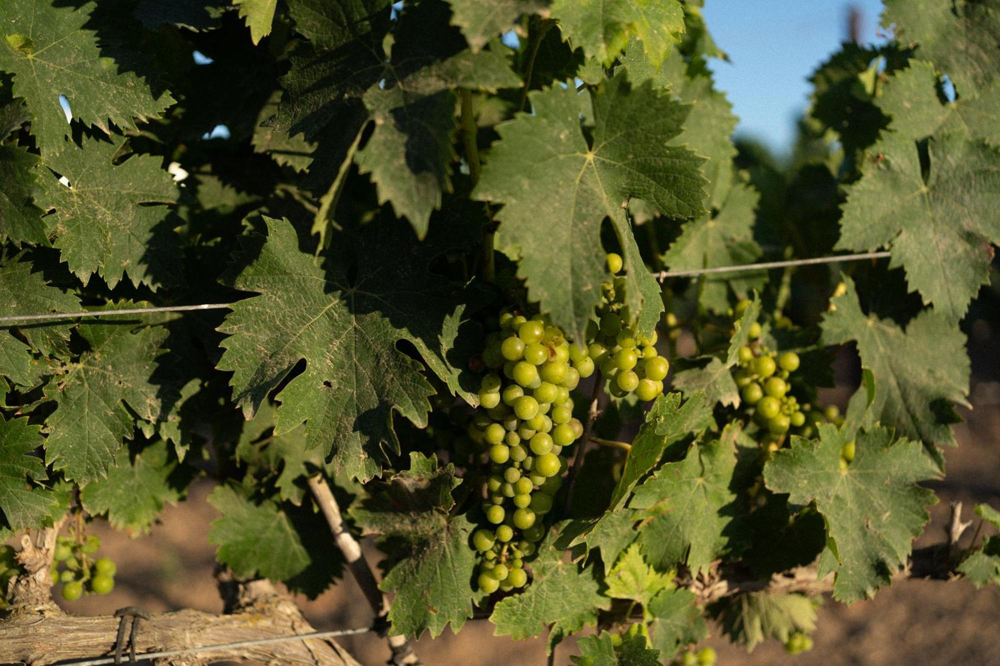 Vino Resort Son Amaret Son Macia  Zewnętrze zdjęcie
